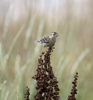 Grasshopper Sparrow